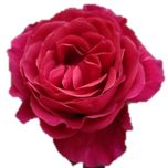 Dark Xpression Roses de Jardin d'Equateur Ethiflora